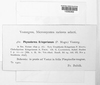Physoderma kriegeriana image
